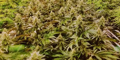 cannibis